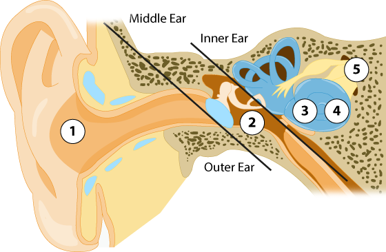 How Hearing Works